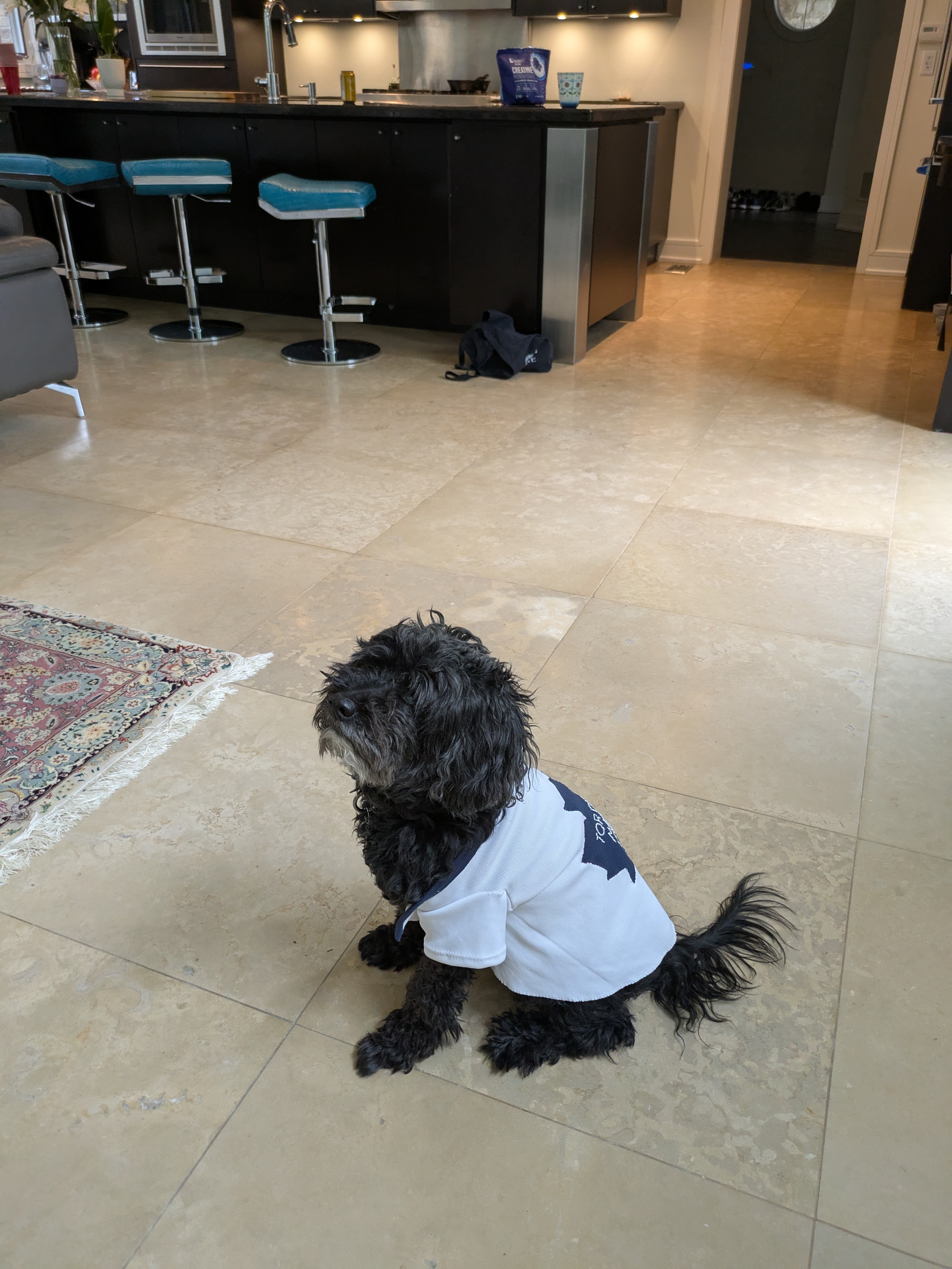 Dog wearing a sweater